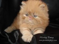 /album/fotogaleria-proct-cat-adulto-pollo-/gato3-jpg/