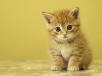 /album/fotogaleria-proct-cat-adulto-pescado-/gato-jpg/