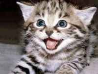 /album/fotogaleria-healthy-cat-adulto-pollo-y-arroz-/gato1-jpg/