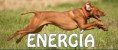 /album/las-fotos-de-mi-mascota/energia-jpg/